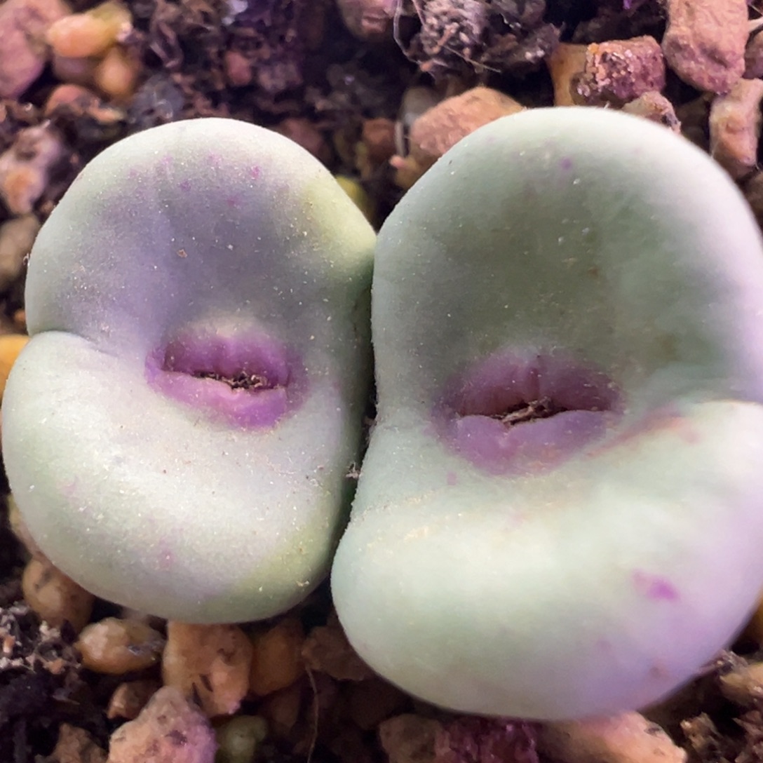 se嘴杂交0094 肉锥植物