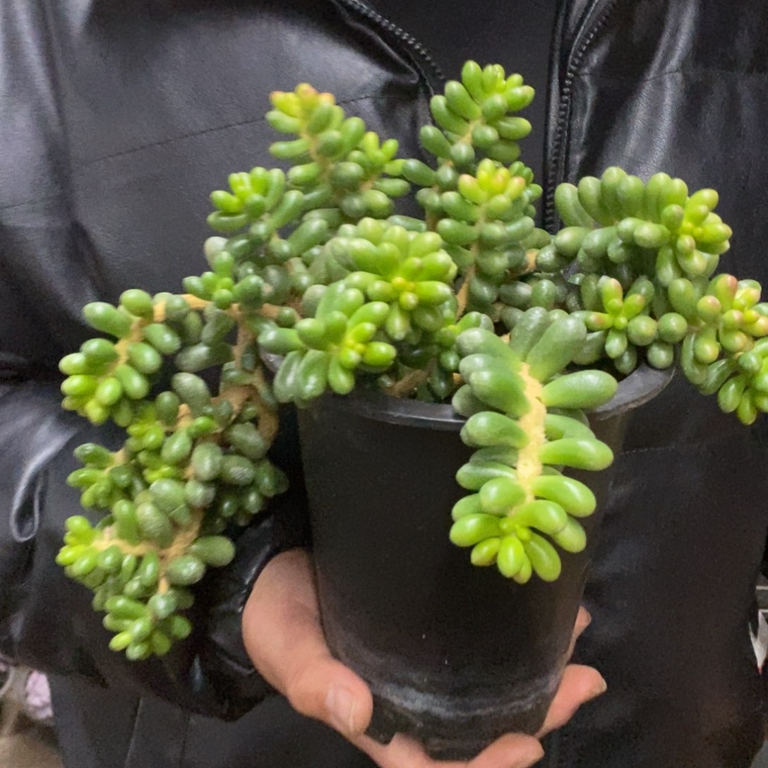 绿龟卵整桩无砍老桩