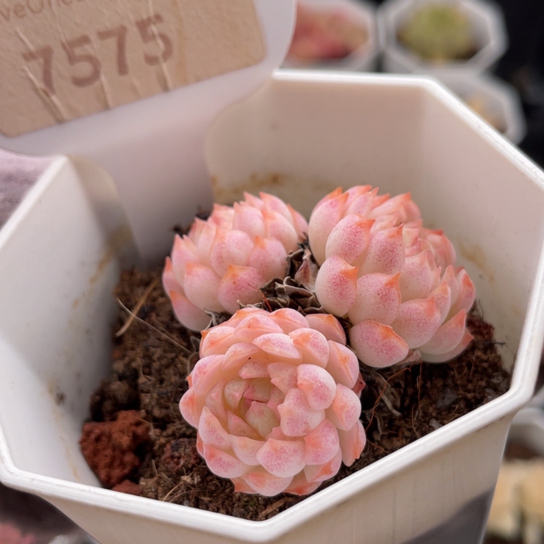 羊脂球7575-4.5厘米