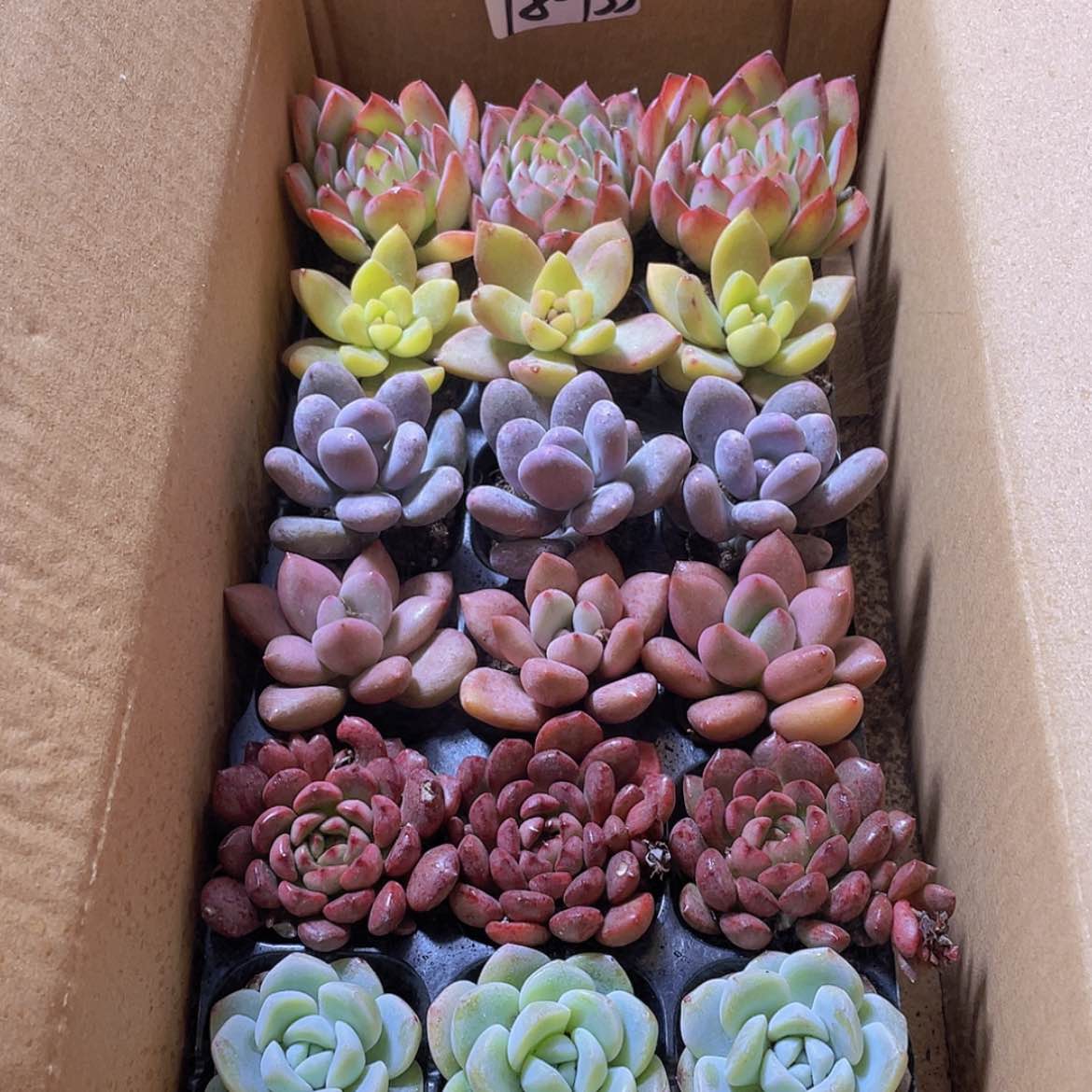 【闪购商品】18颗-155