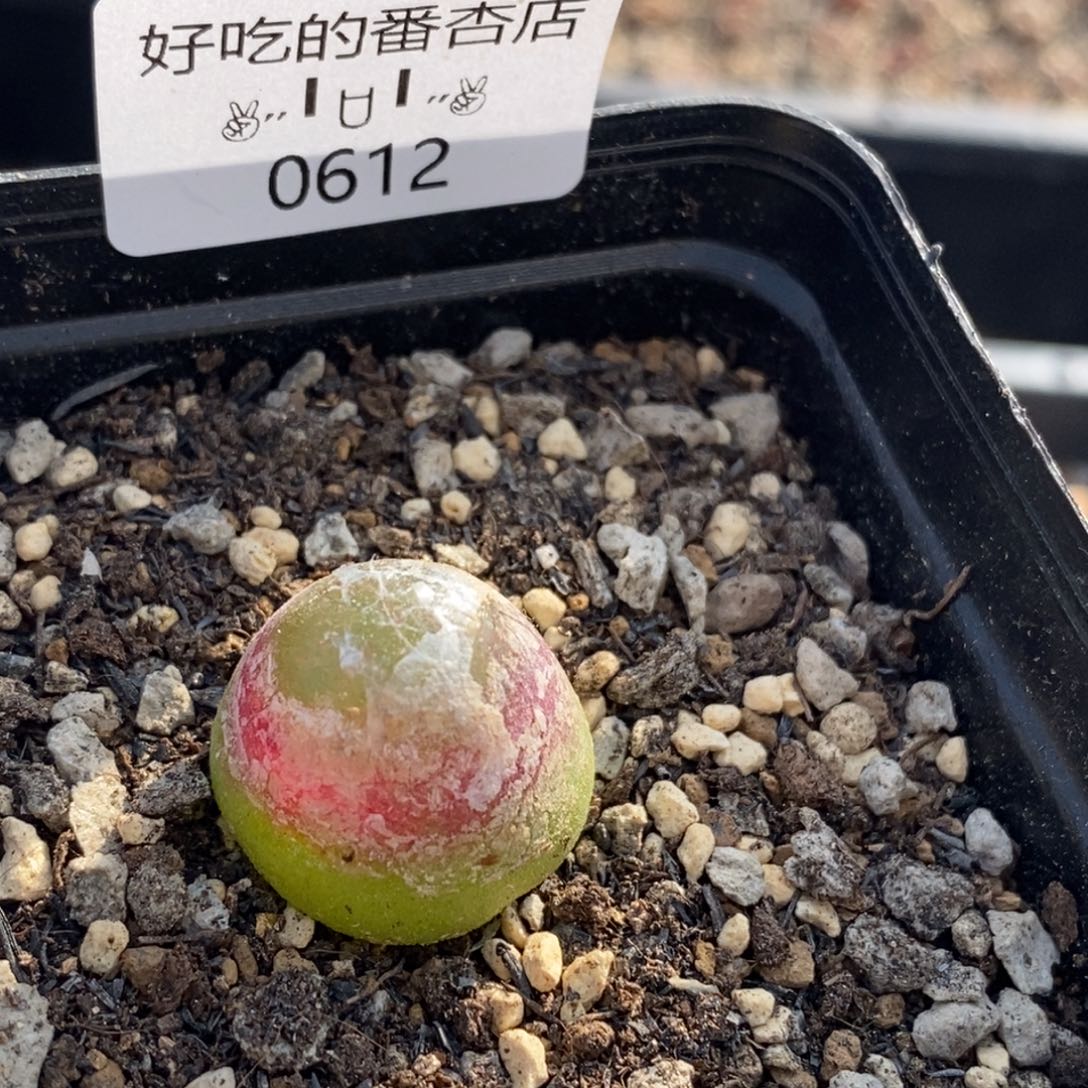 0612。脱土。2cm。零下