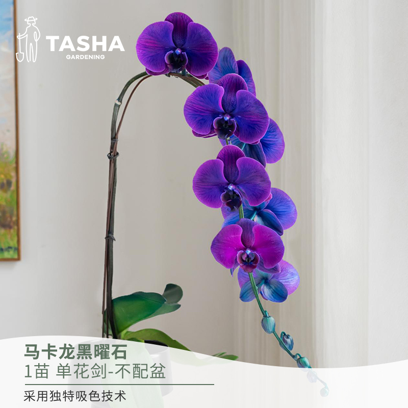 塔莎的花园蝴蝶兰【马卡龙黑曜石】兰花春节客厅室内好养易养过年