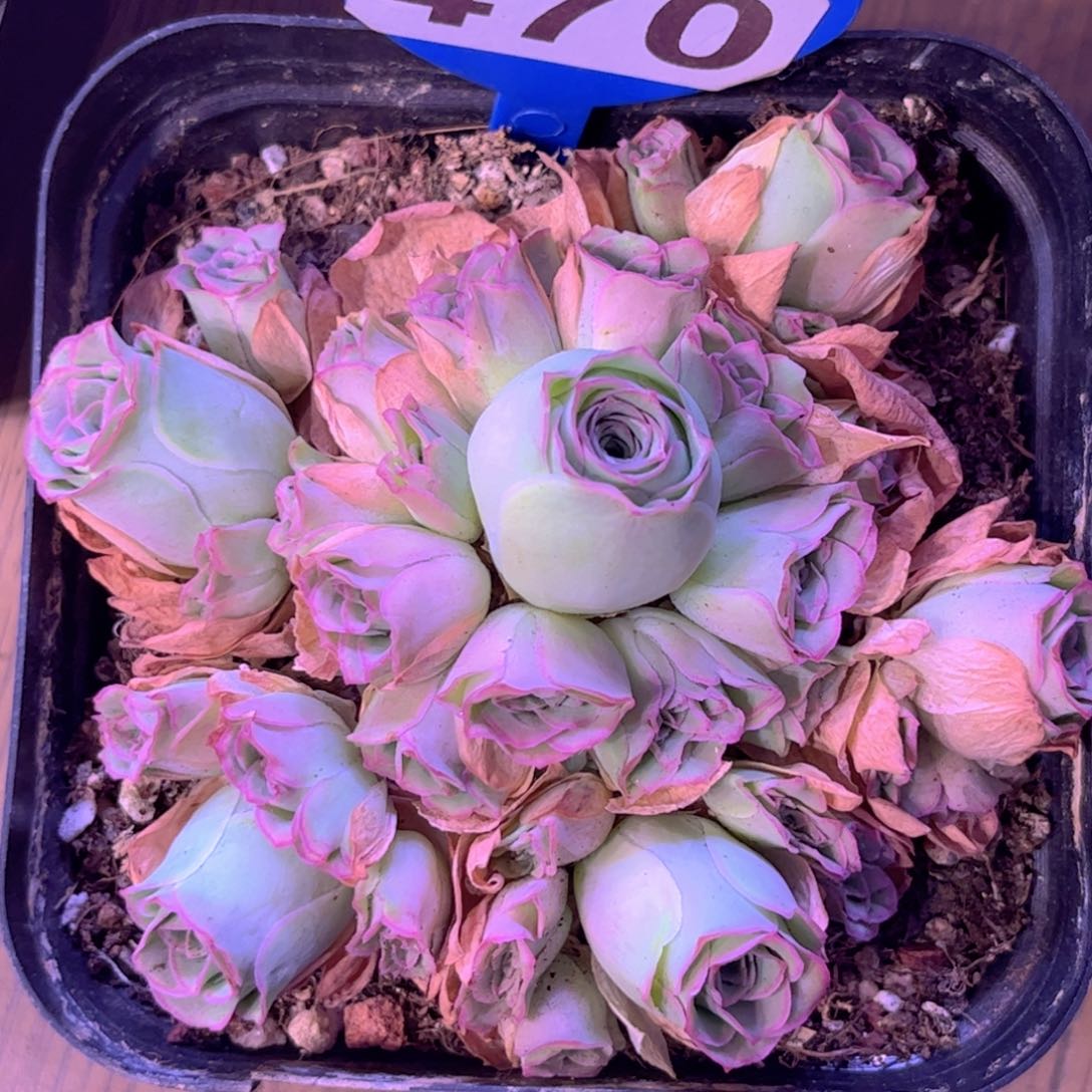 全部花朵L一物一拍470