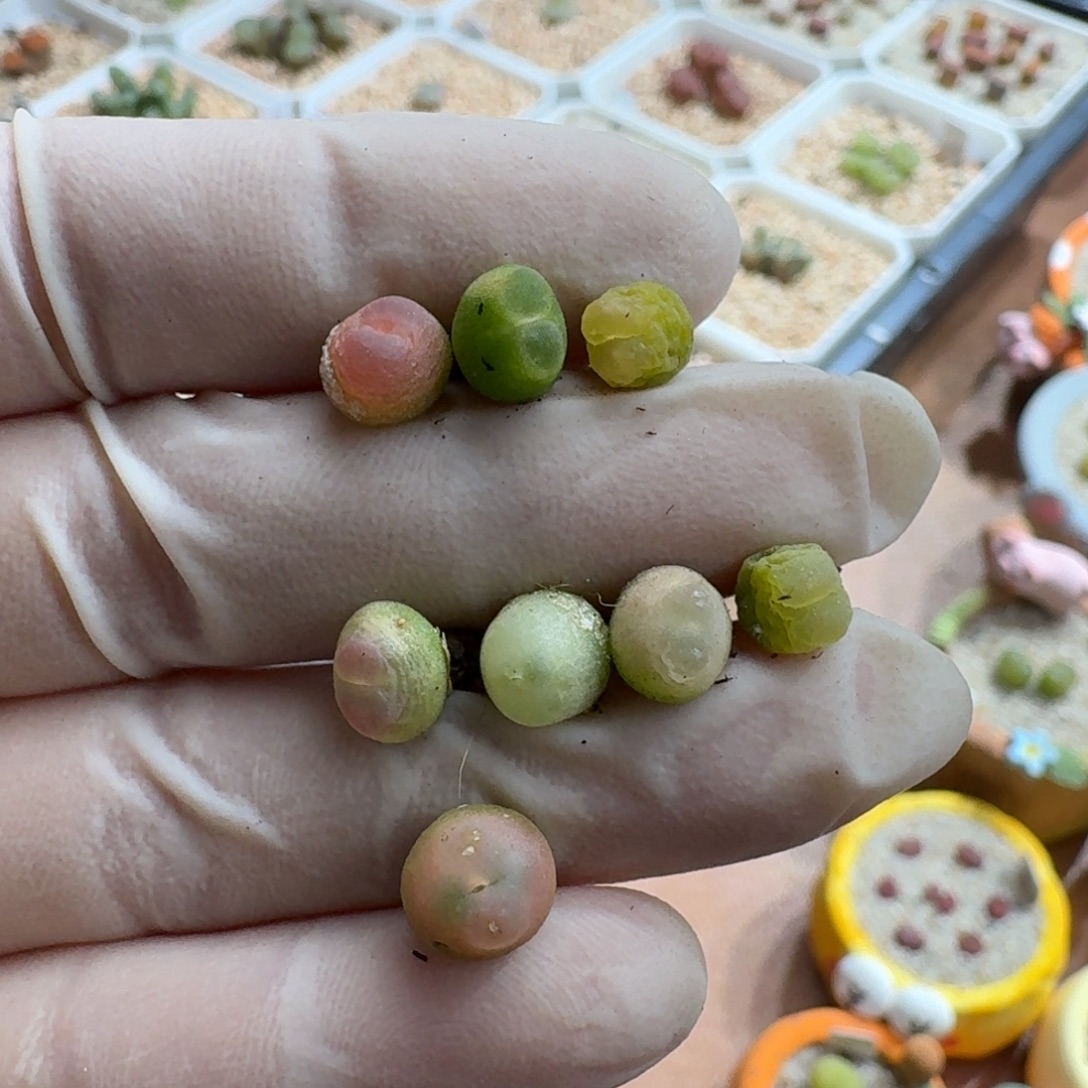 V***a1220-053拉登拉登拉登