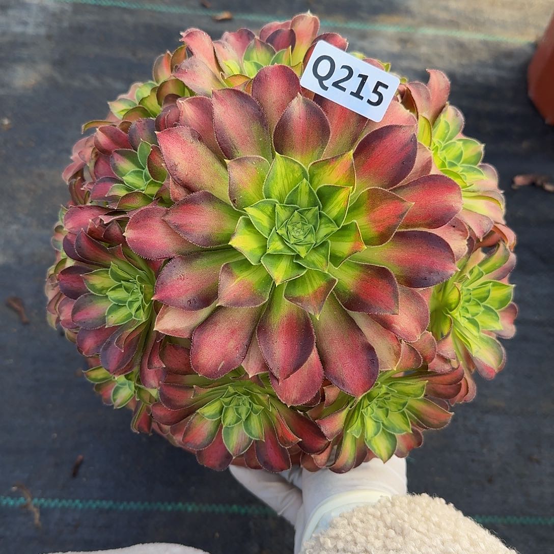 215韶华44冠服22.3左右