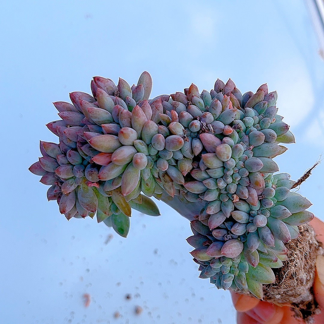 满15包邮（所罗门缀化）多肉植物 造型不统一 介意勿拍直播展示为准