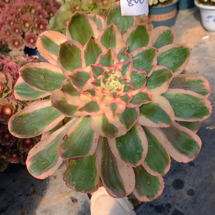 806燕姿锦 精品法师