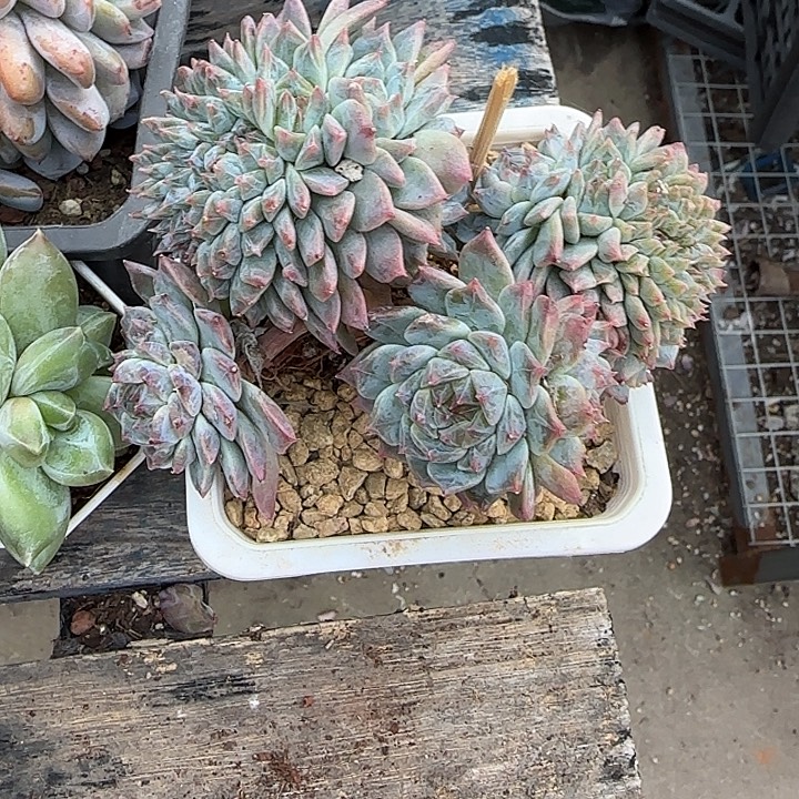 青蛙王子儿童牙膏套装11