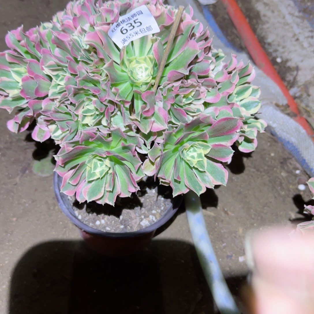 白凤法师多肉635