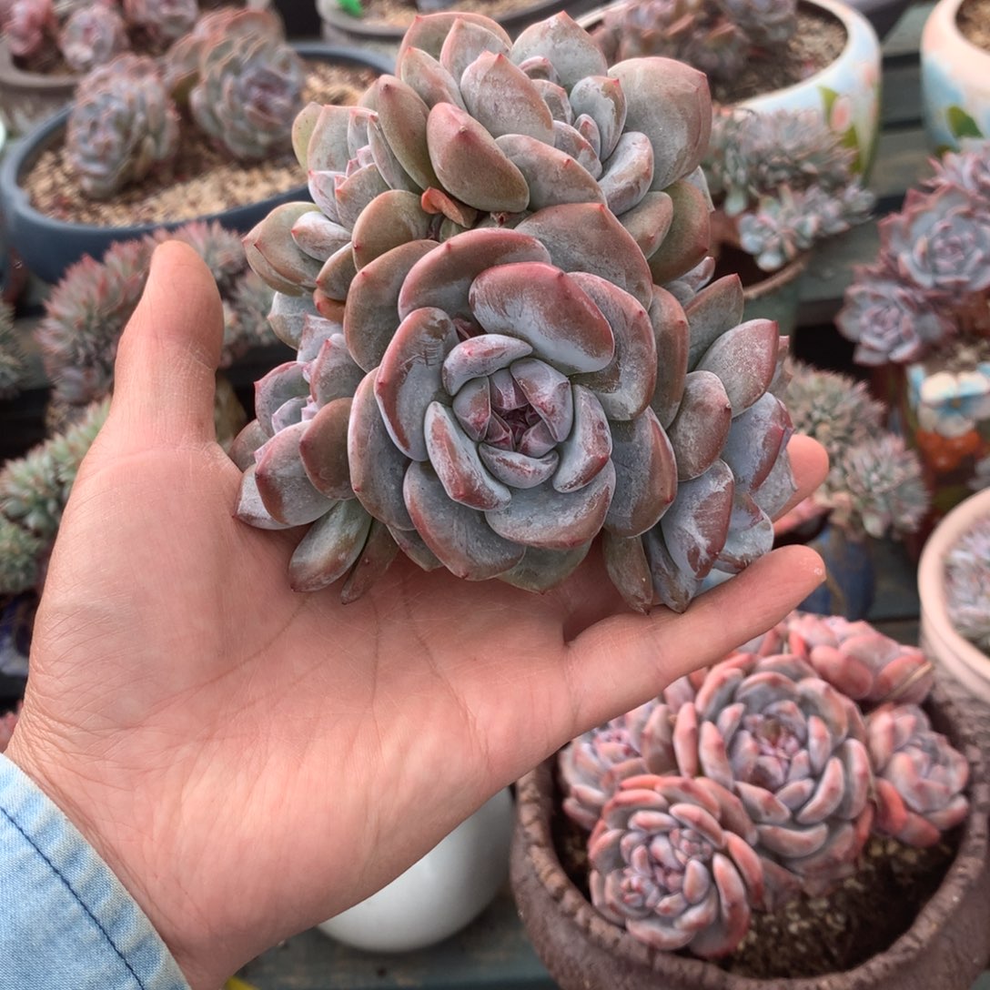 无花朵9头花花花花花花花花
