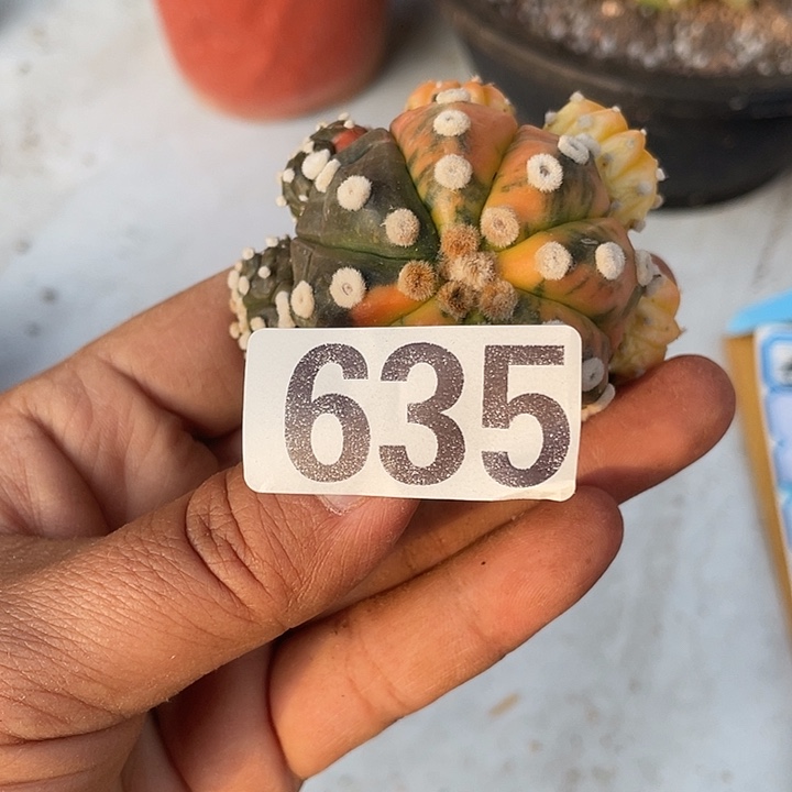 635号仙人球一棵兜锦