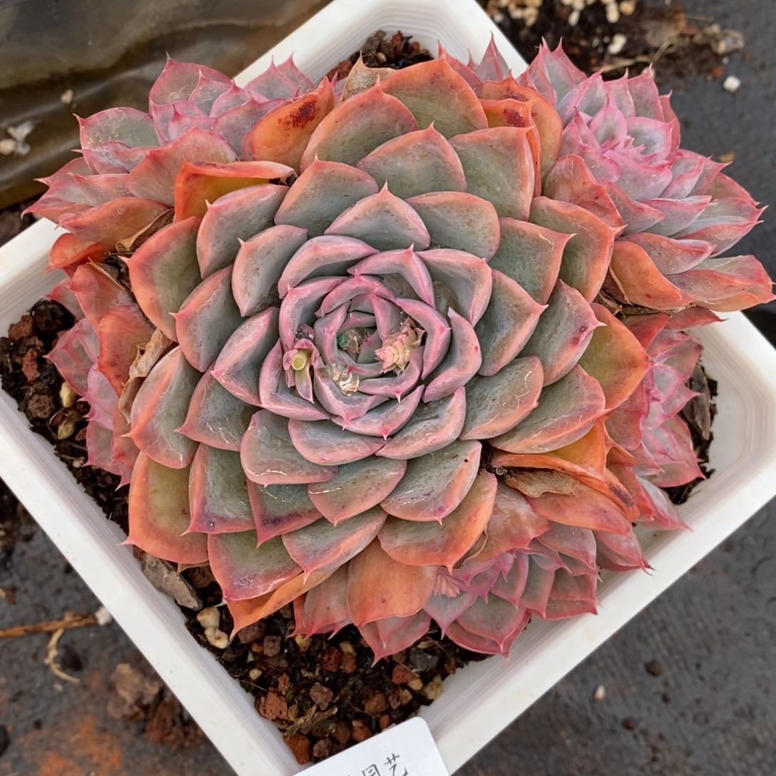 7999杂交多肉老桩