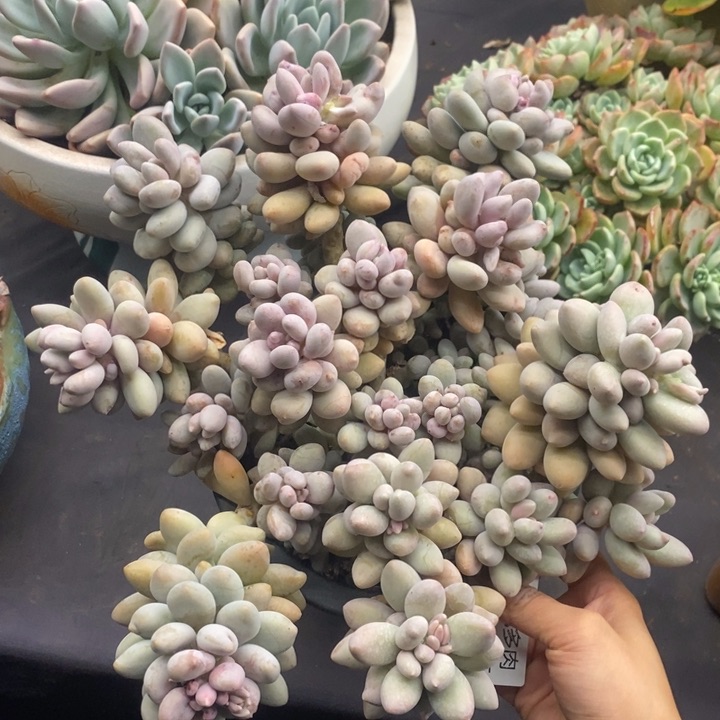 夏悦多肉0118-75粉桃