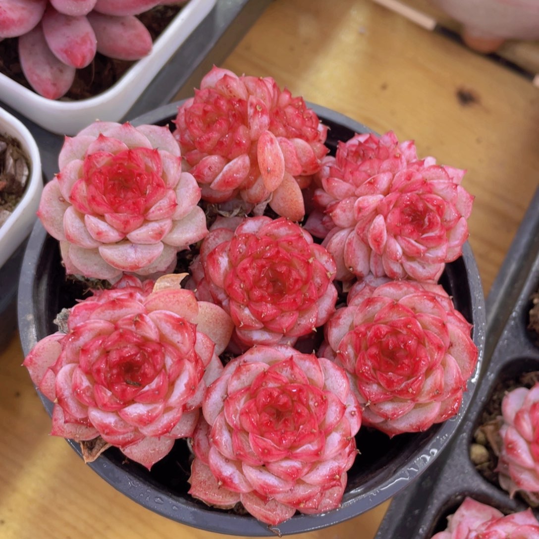 量拍72号 糖心天鹅绒单头双头混发7个