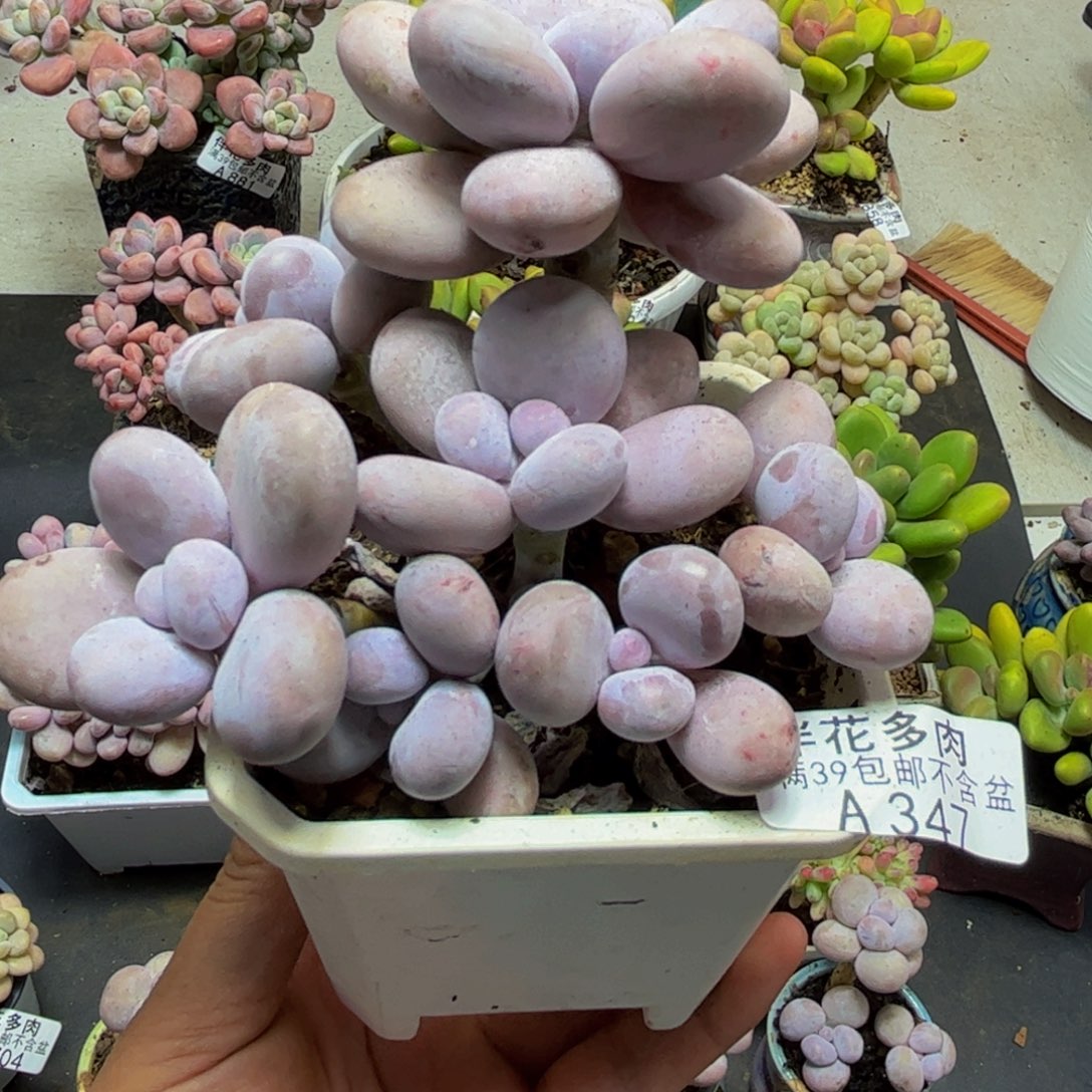 347水光针10cm多肉