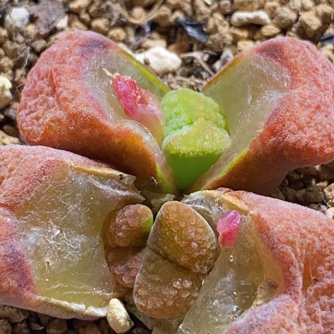 好看好看好看好看超蛋