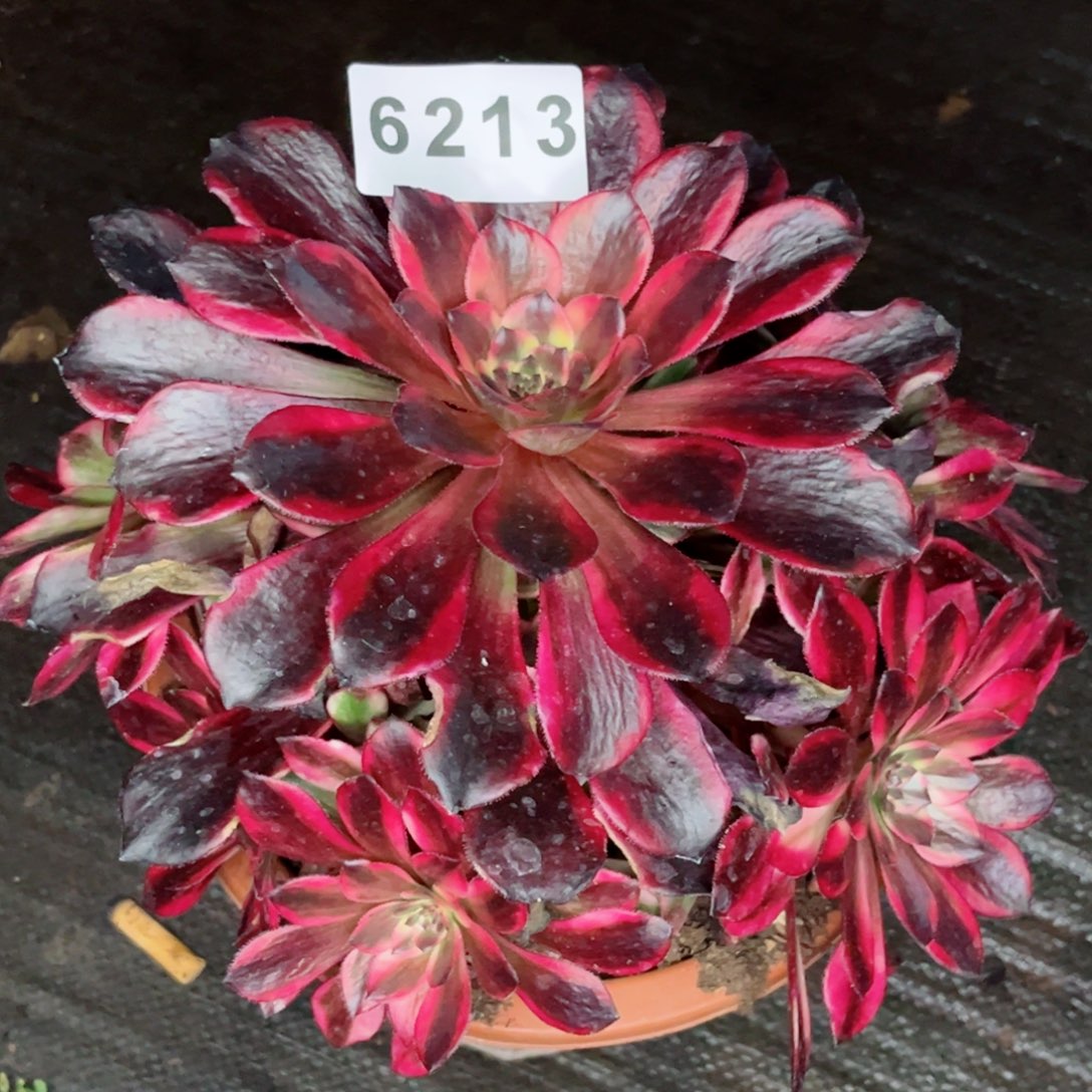 烟花捧花多肉发货