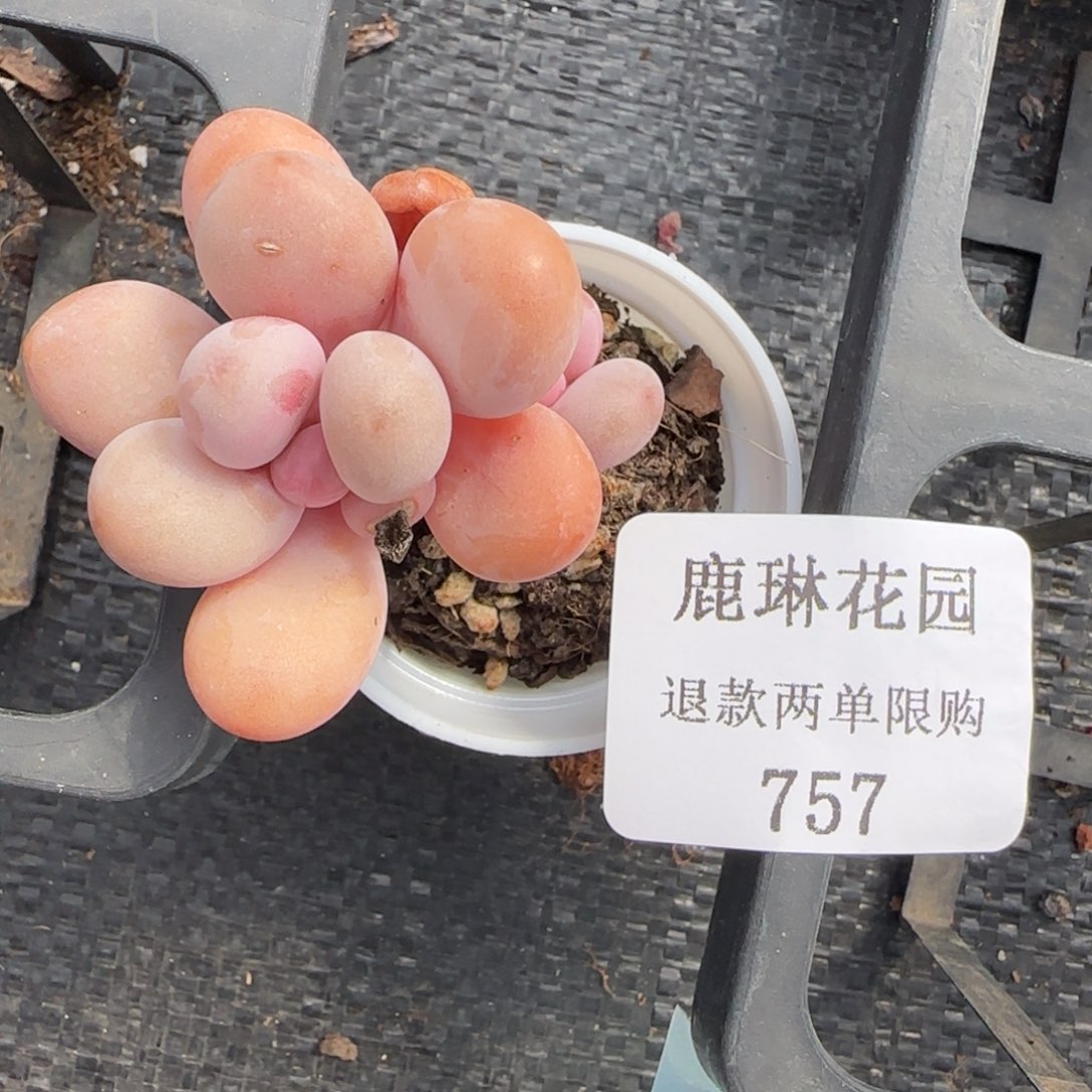 多肉很小看清楚下单拒绝非品质售后757
