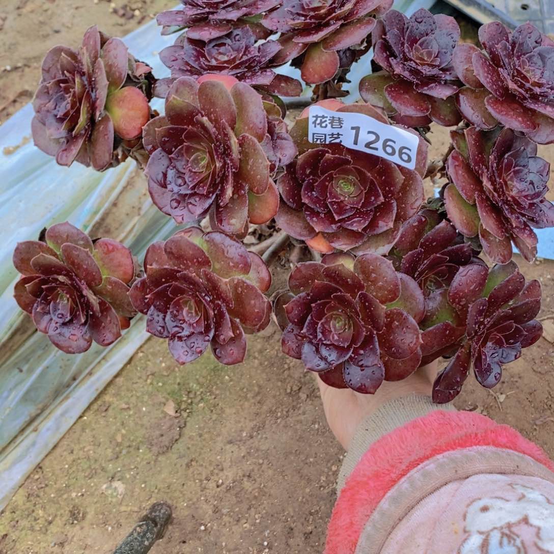 1266有断枝号一物一拍多肉植物