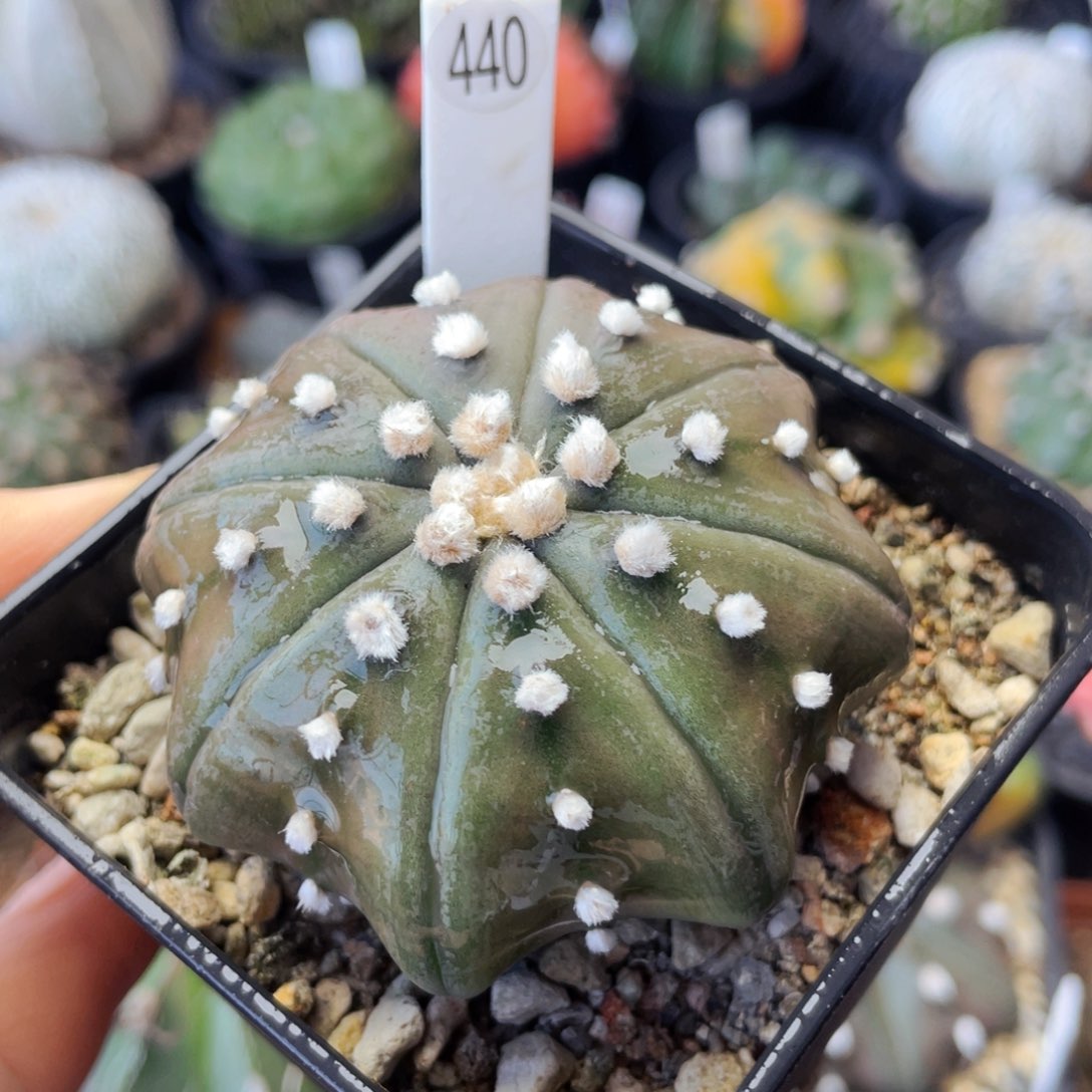 非偏远地区满25包邮裸根发货