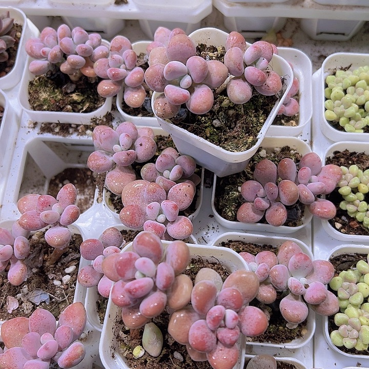 双头桃蛋19包邮多肉植物