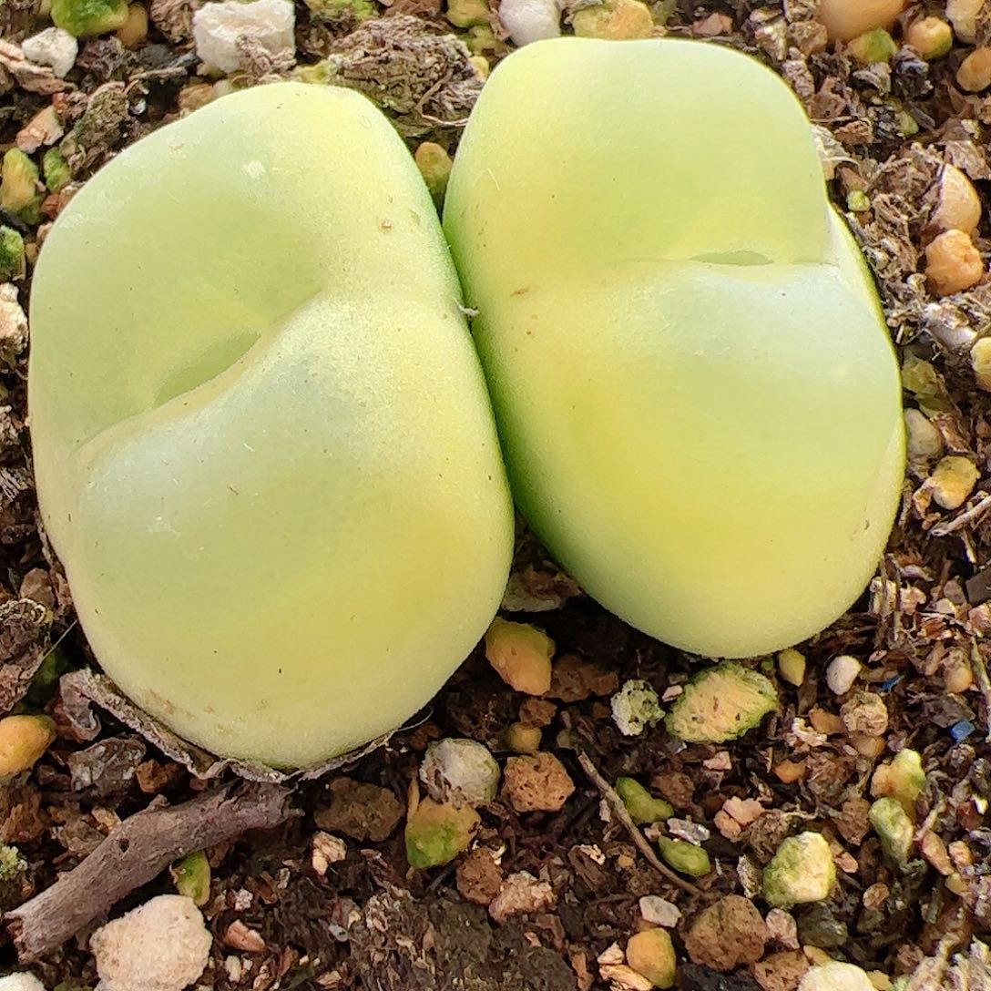 【闪购商品】38 双头拉登