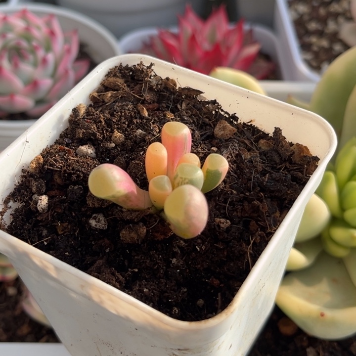 五十铃玉锦一颗价格