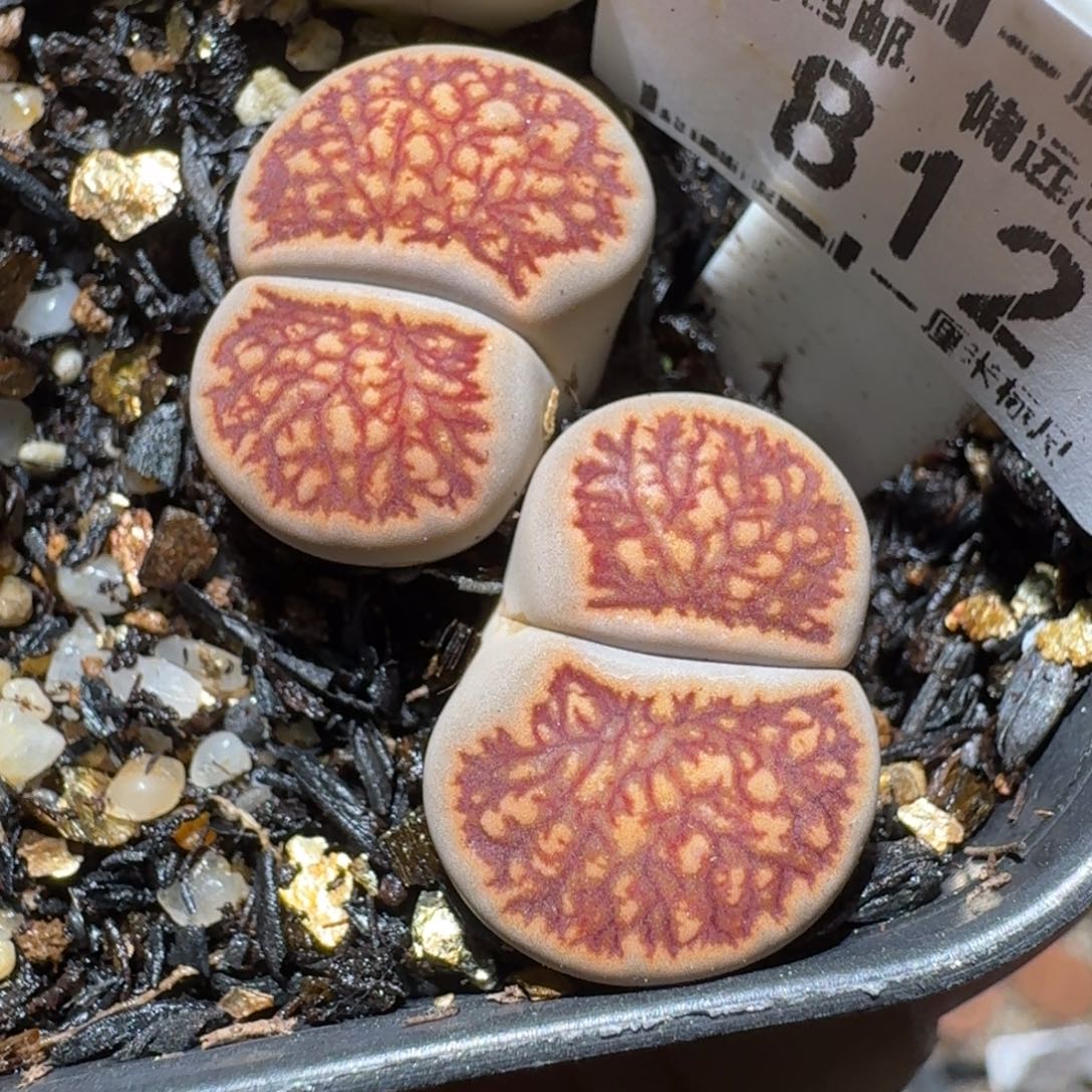 热***河老板亏本卖货了812