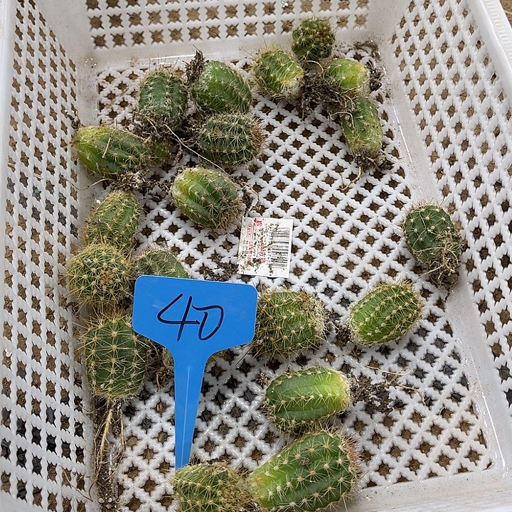 毛花柱种子苗40号
