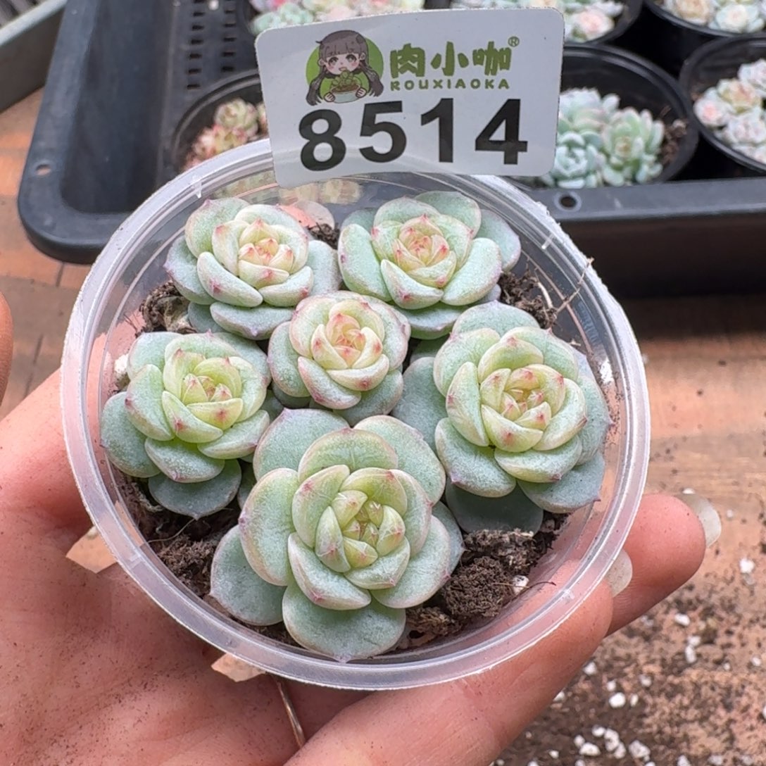 多肉植物多肉植物