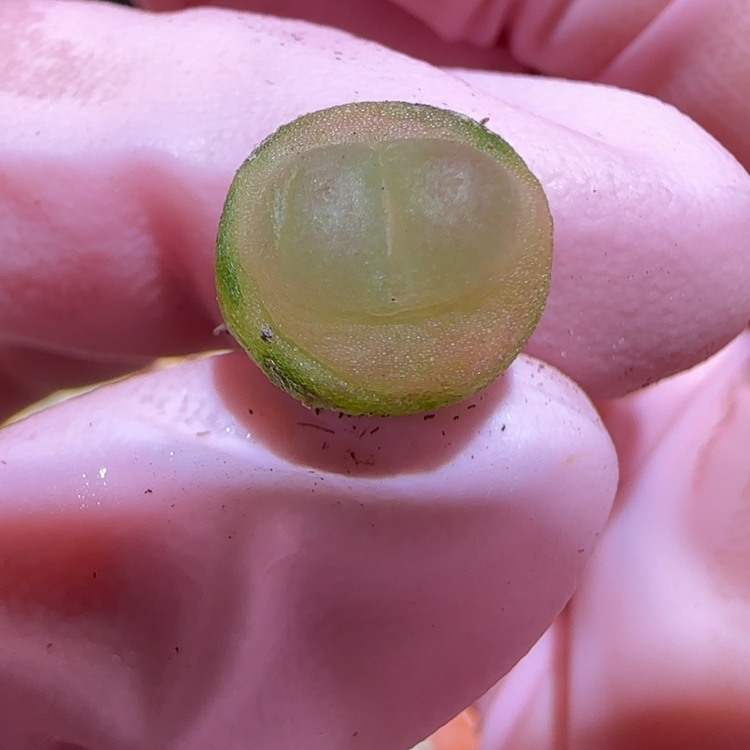 肉锥多肉植物百科-日式拉登975