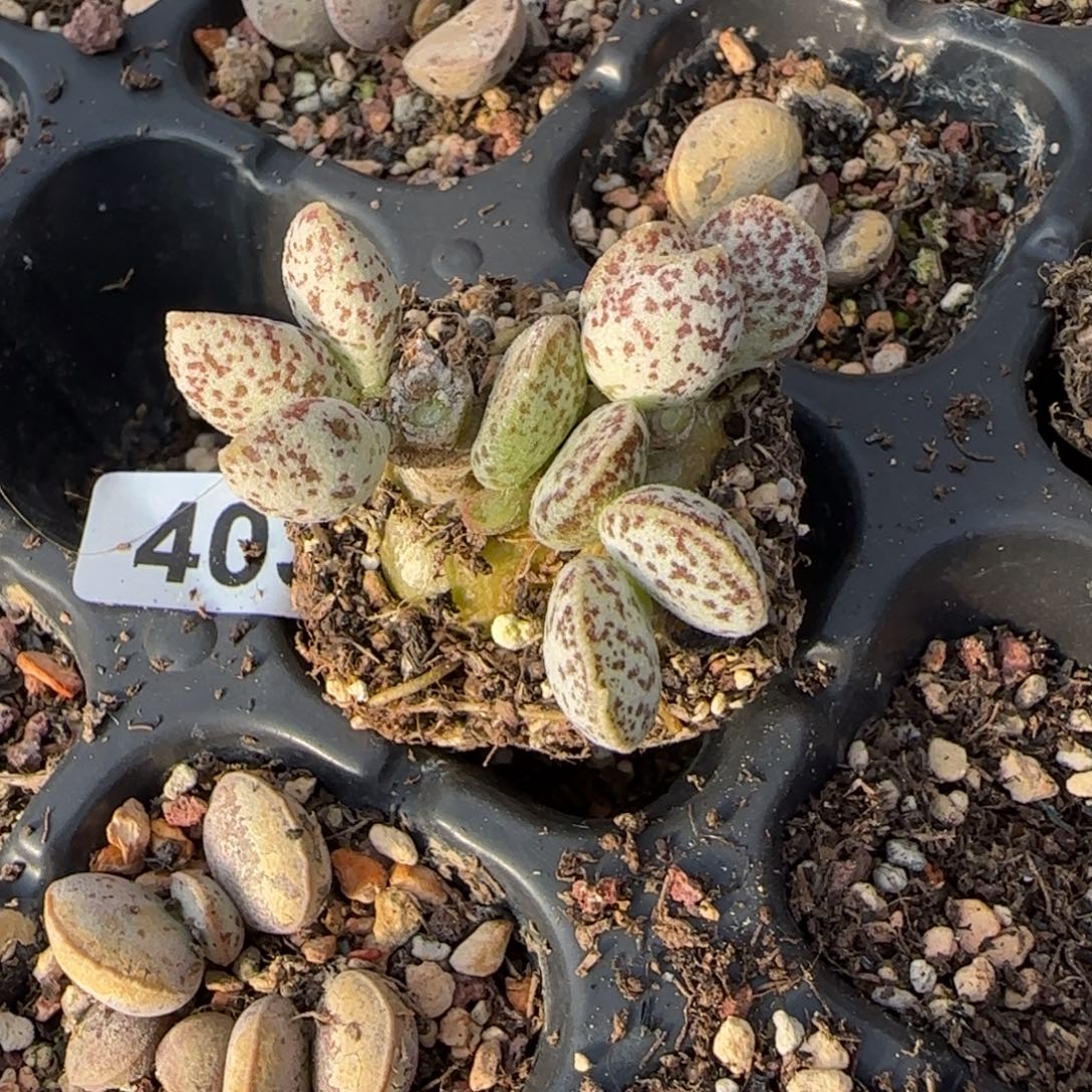 别***年白马蛋水泡多肉植物