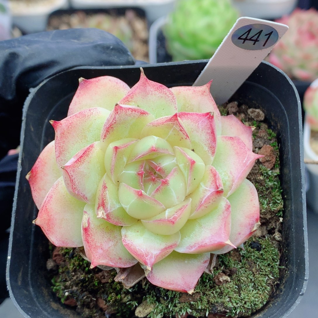 哈哈58包邮  群生不包整441