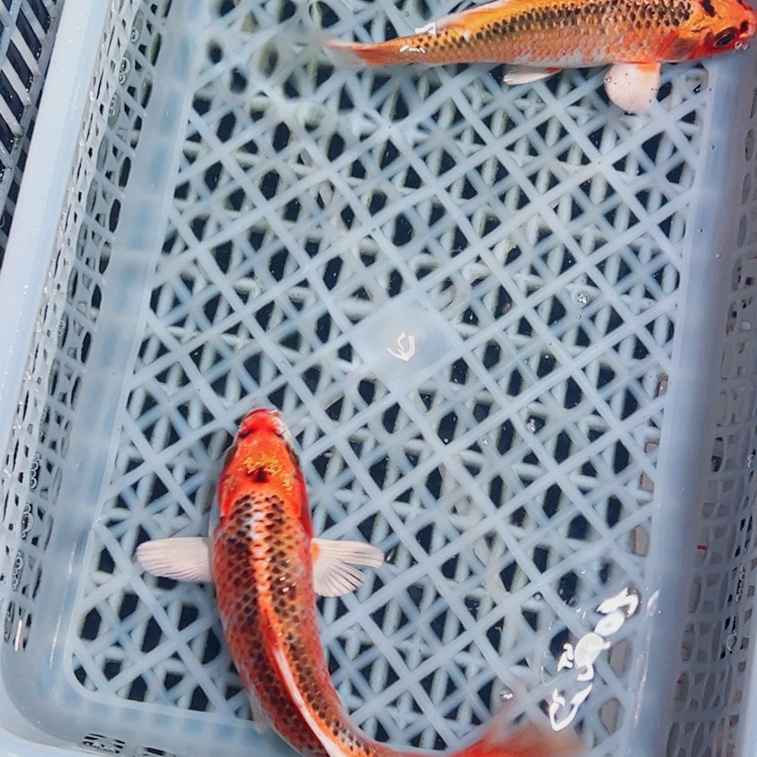 锦鲤锦鲤观赏鱼1111