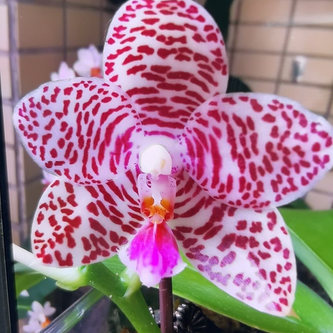 当前无花栽培后可以开花龙峰