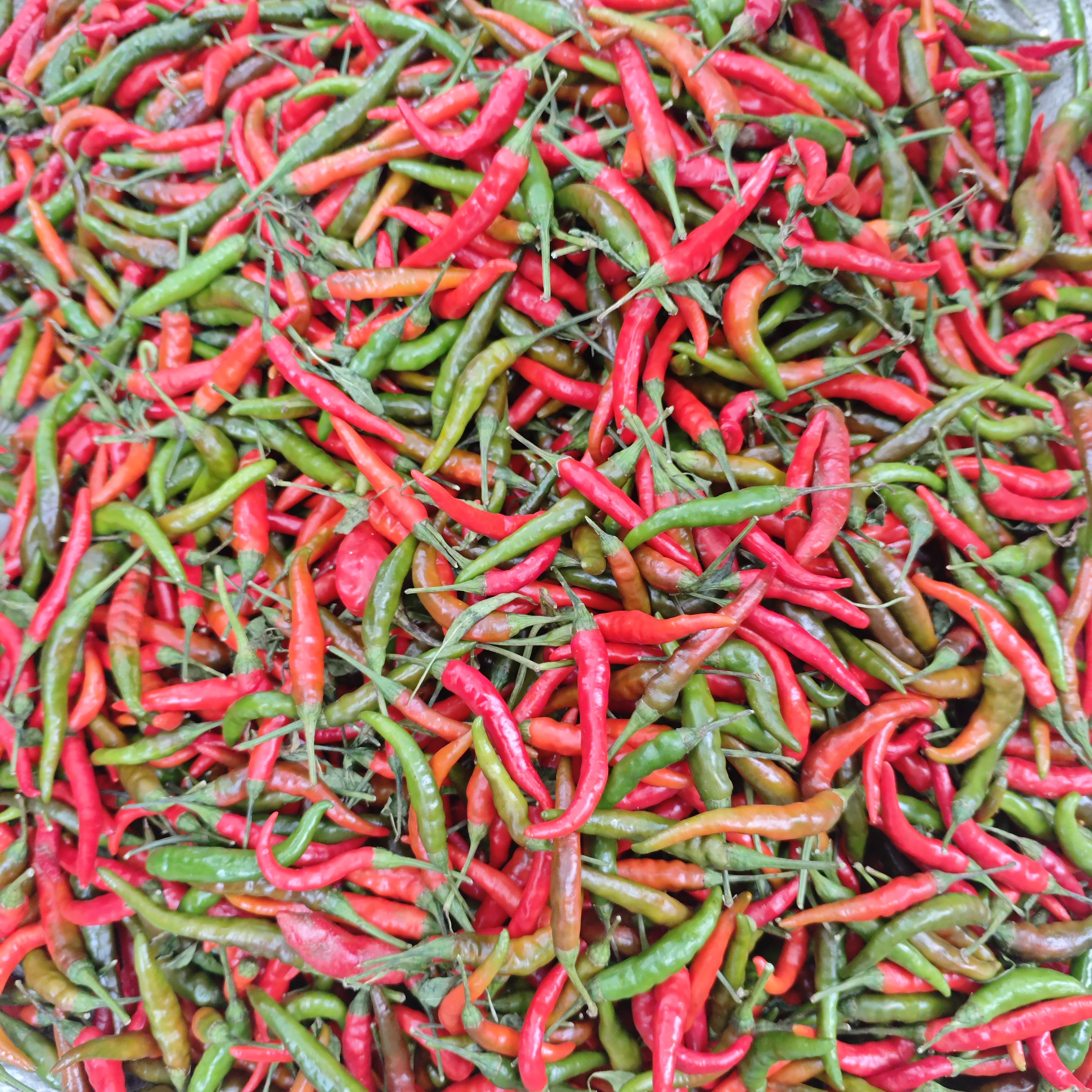 【应季蔬菜】安康本地红辣椒（2）