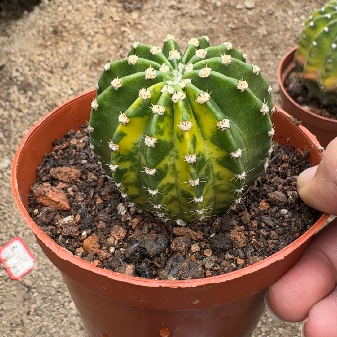 无花朵带自然锦，金刚仙人球。