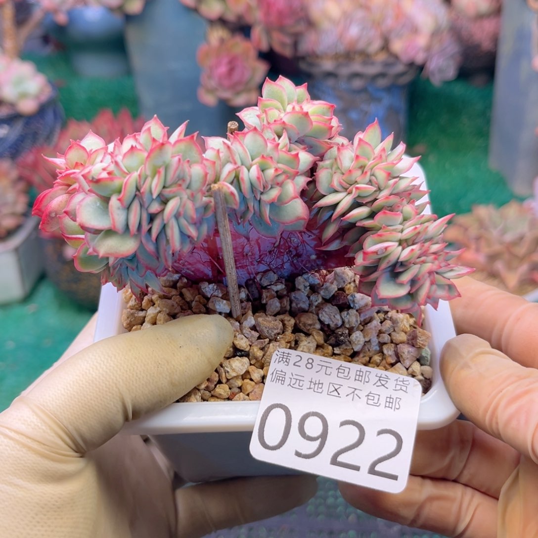 大0922:？xv xv xc v b b