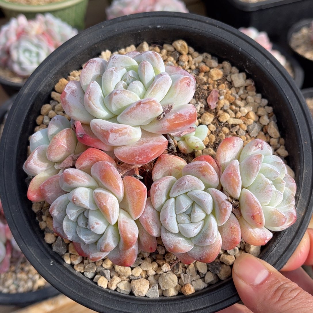 冰玉老桩 一物一拍不在支持退换