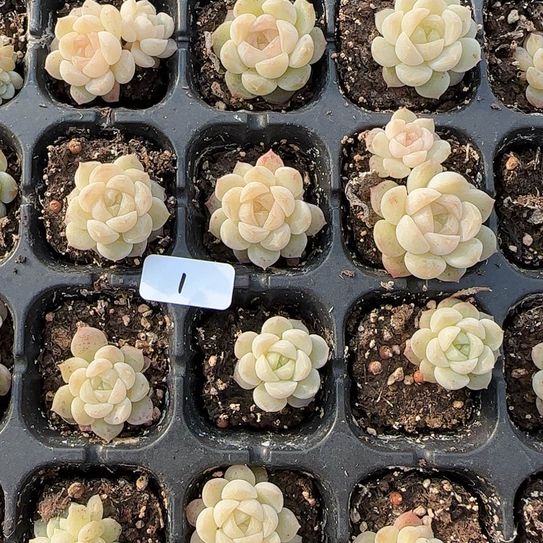 1开播福利无尽灯穴苗随机发货