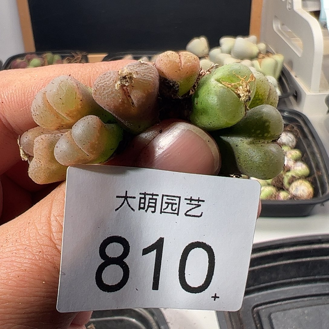 一物一拍。         810