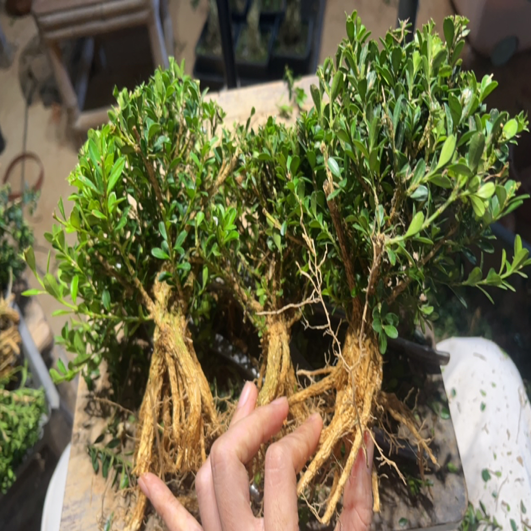 汀江小圆叶皱皮黄杨种苗2颗福利价