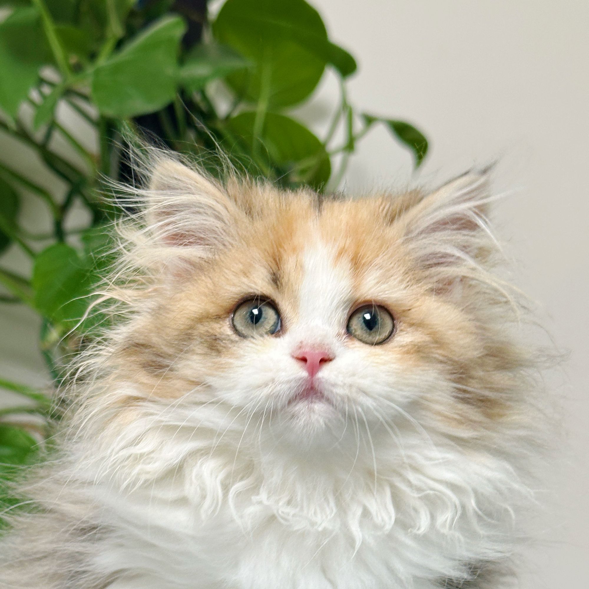 来了姊妹-金三花英长猫-妹妹-A10