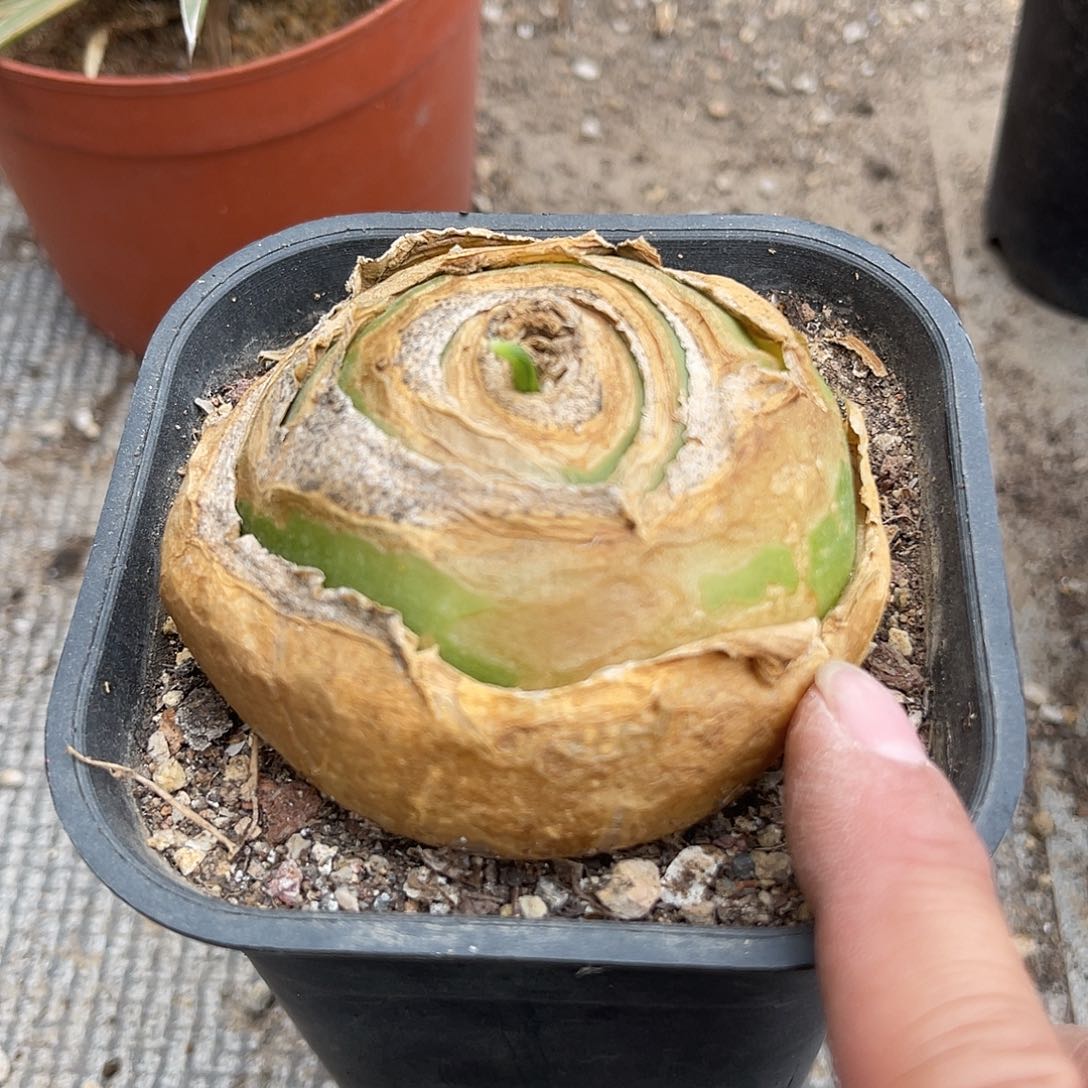 实生大苍角殿一物一拍