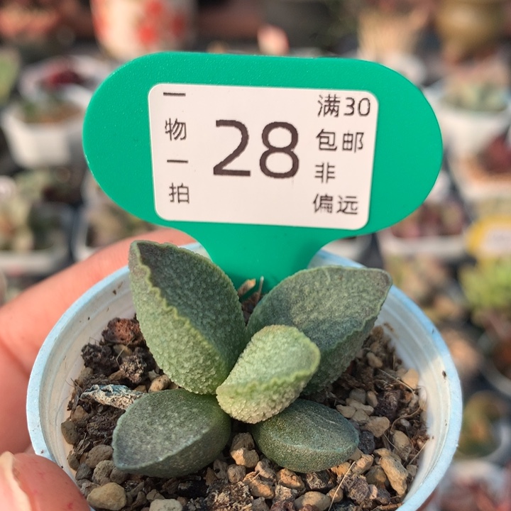 粉猪肝 多肉植物 28