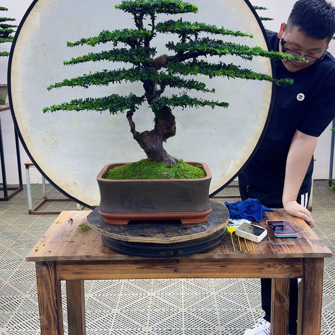 无花朵珍珠罗汉松造型盆景