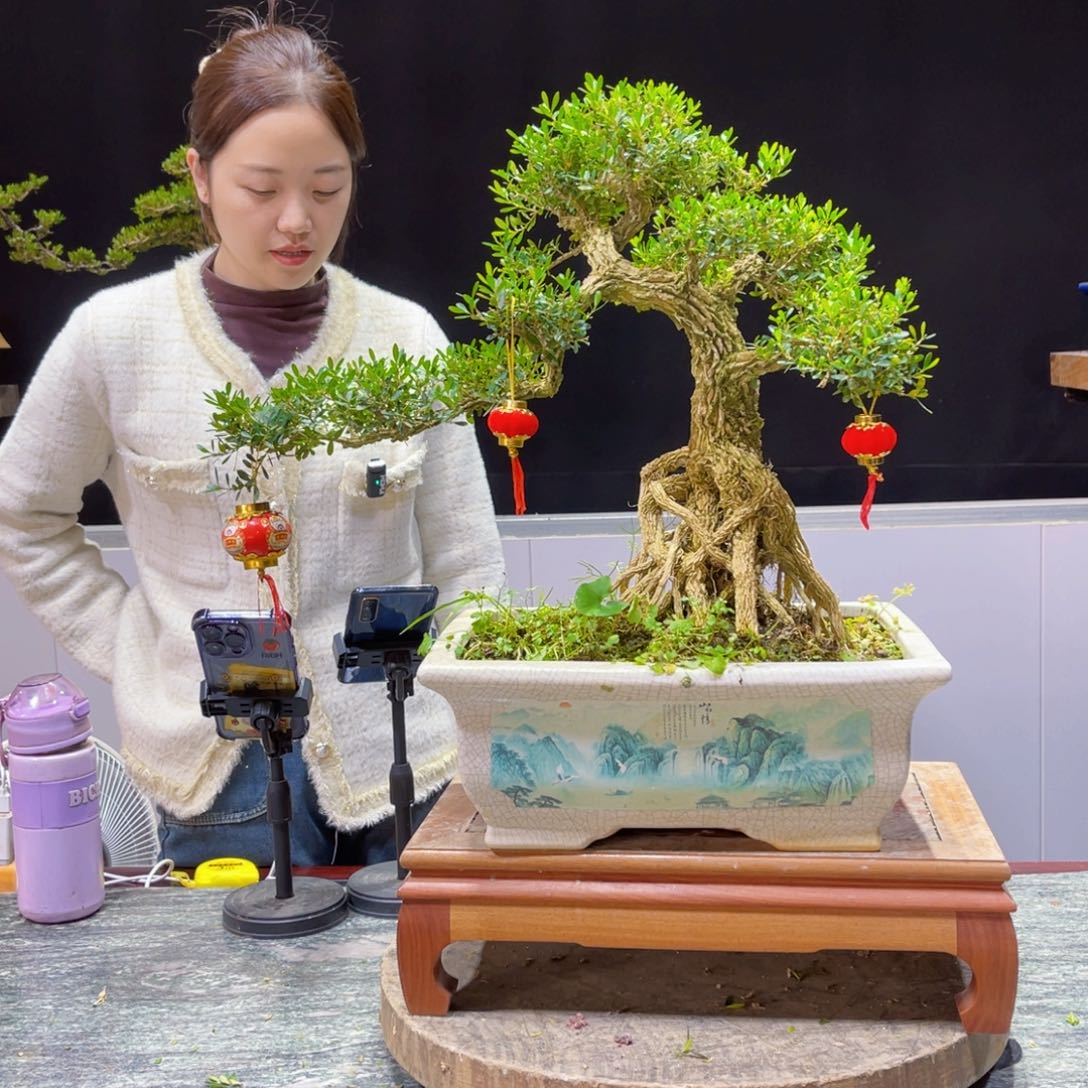 四季常青老桩黄杨盆景