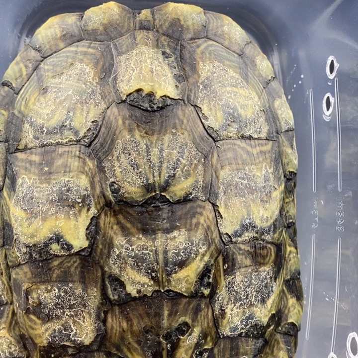 巴西彩龟母6666666