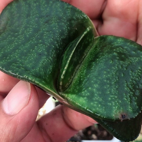 恐龙蜗牛多肉蜗牛115