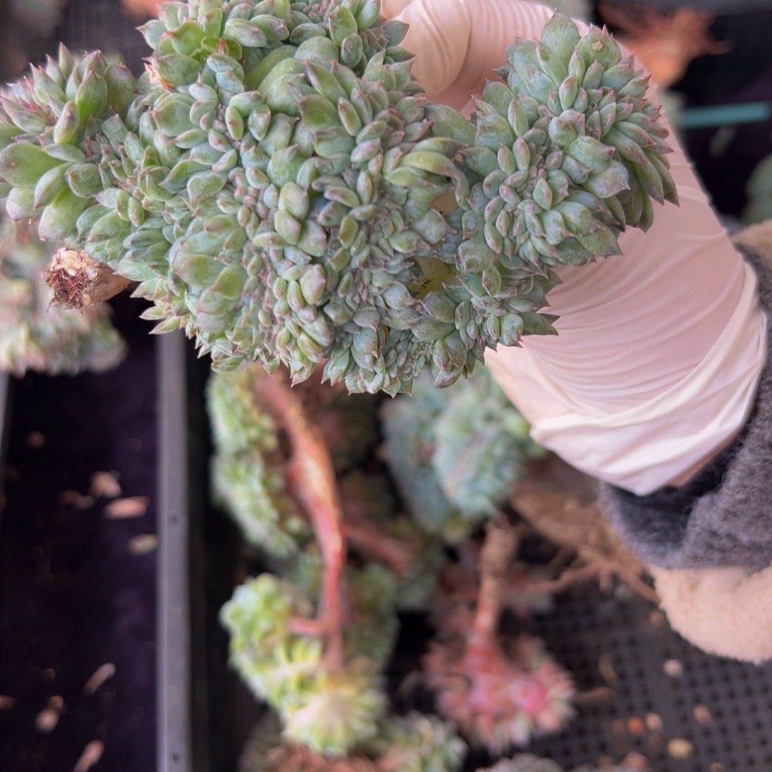 糊***凸新年快乐 新年快乐